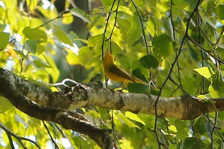 Wilson's Warbler - ML613562521