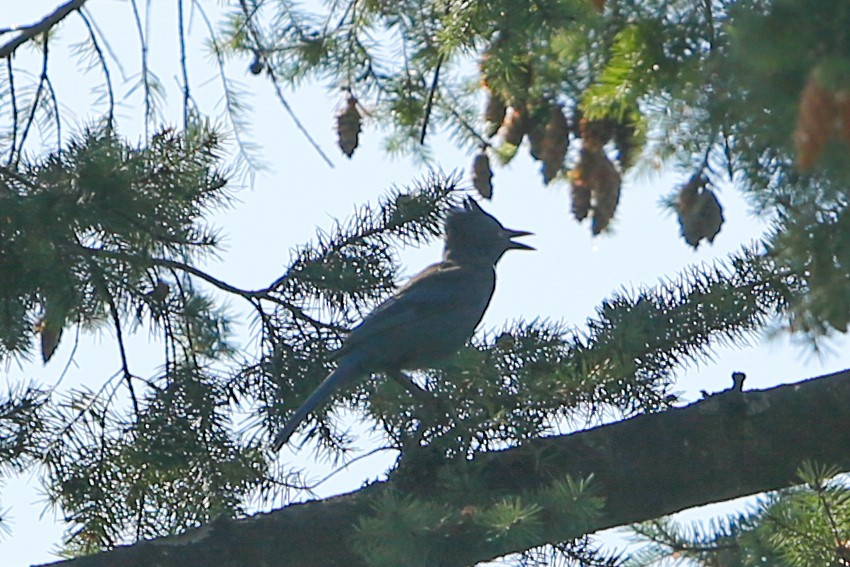 Steller's Jay - ML613562532