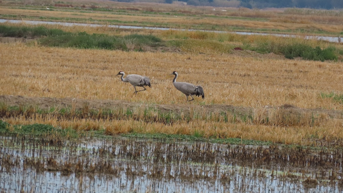 Common Crane - ML613562577