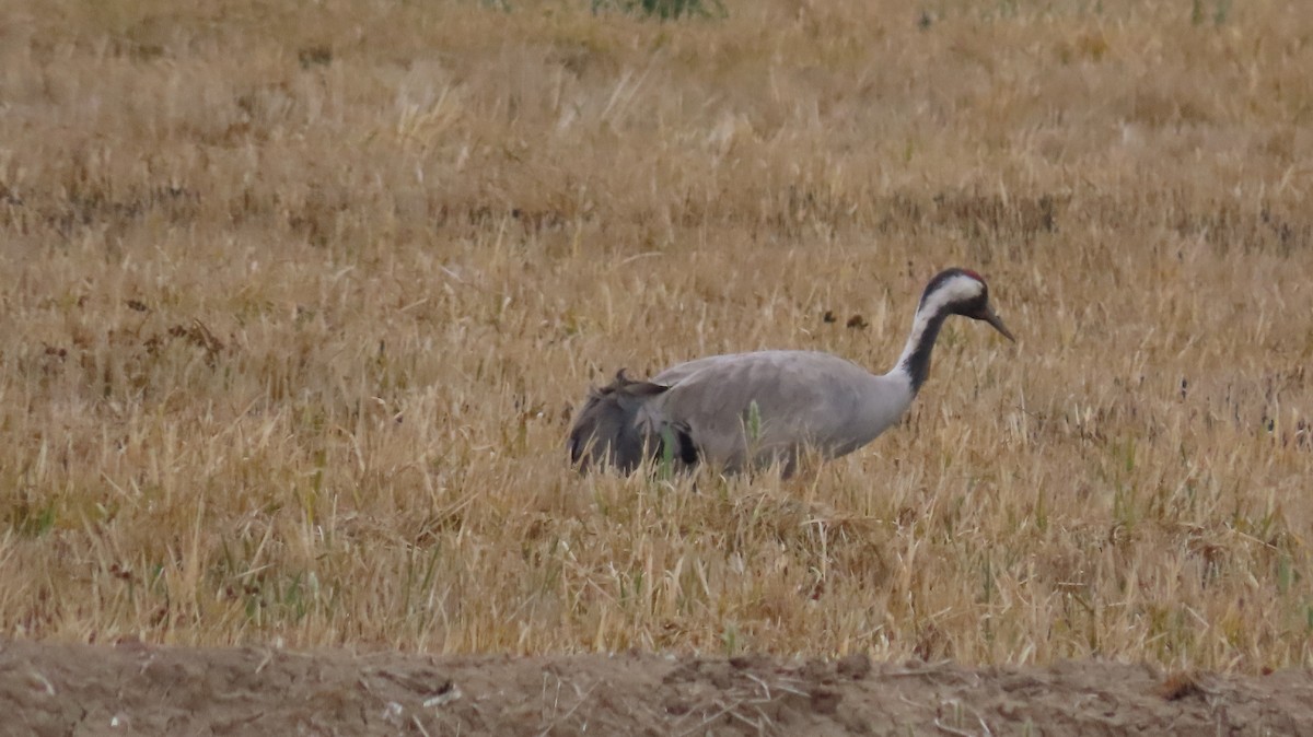 Common Crane - ML613562620