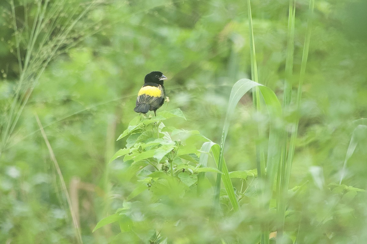 Yellow Bishop - Daniel Blok 🦤