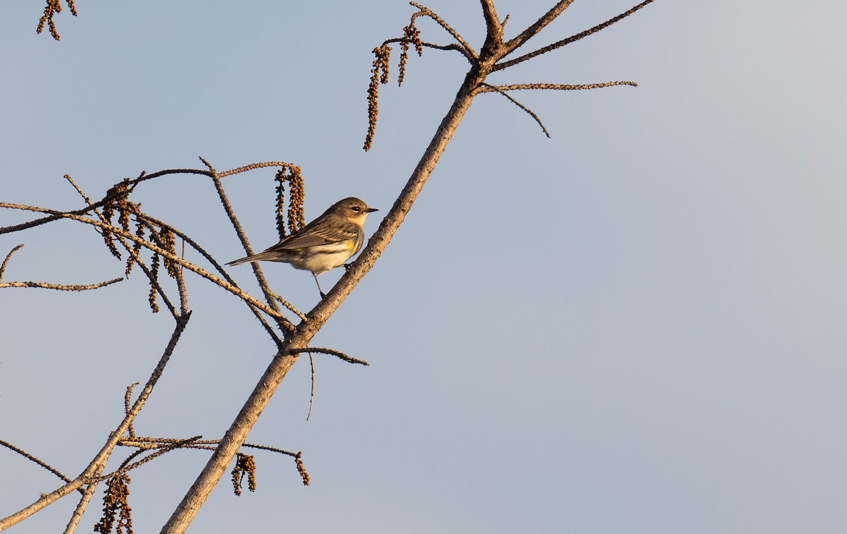 Yellow-rumped Warbler - ML613562662