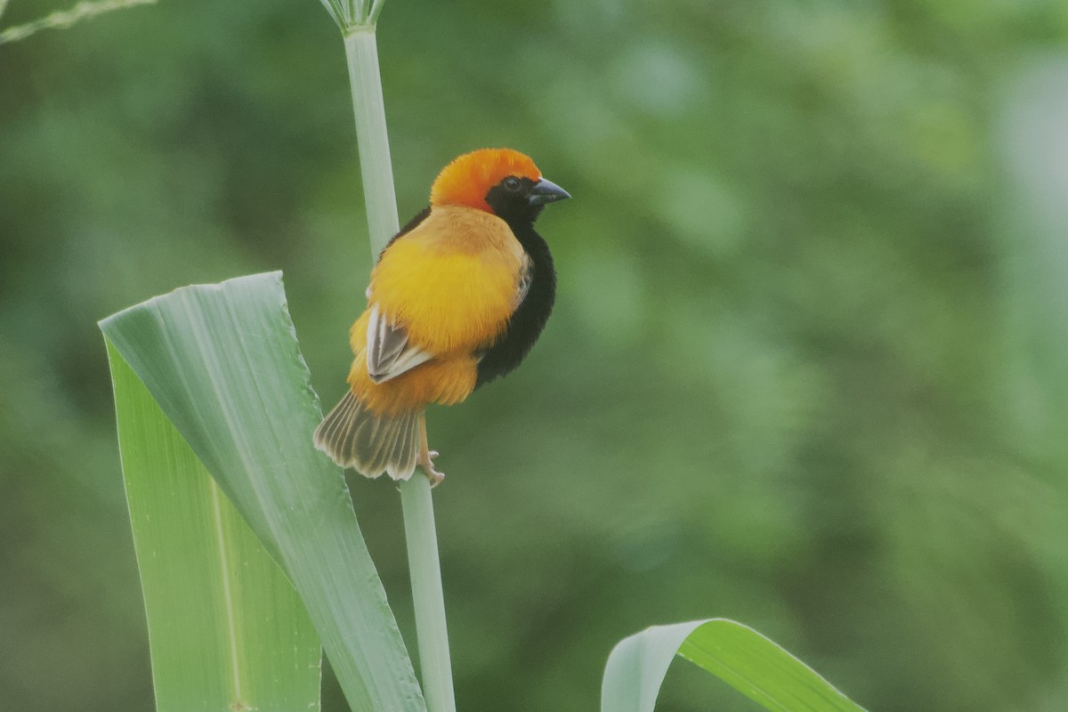 Zanzibar Red Bishop - Daniel Blok 🦤