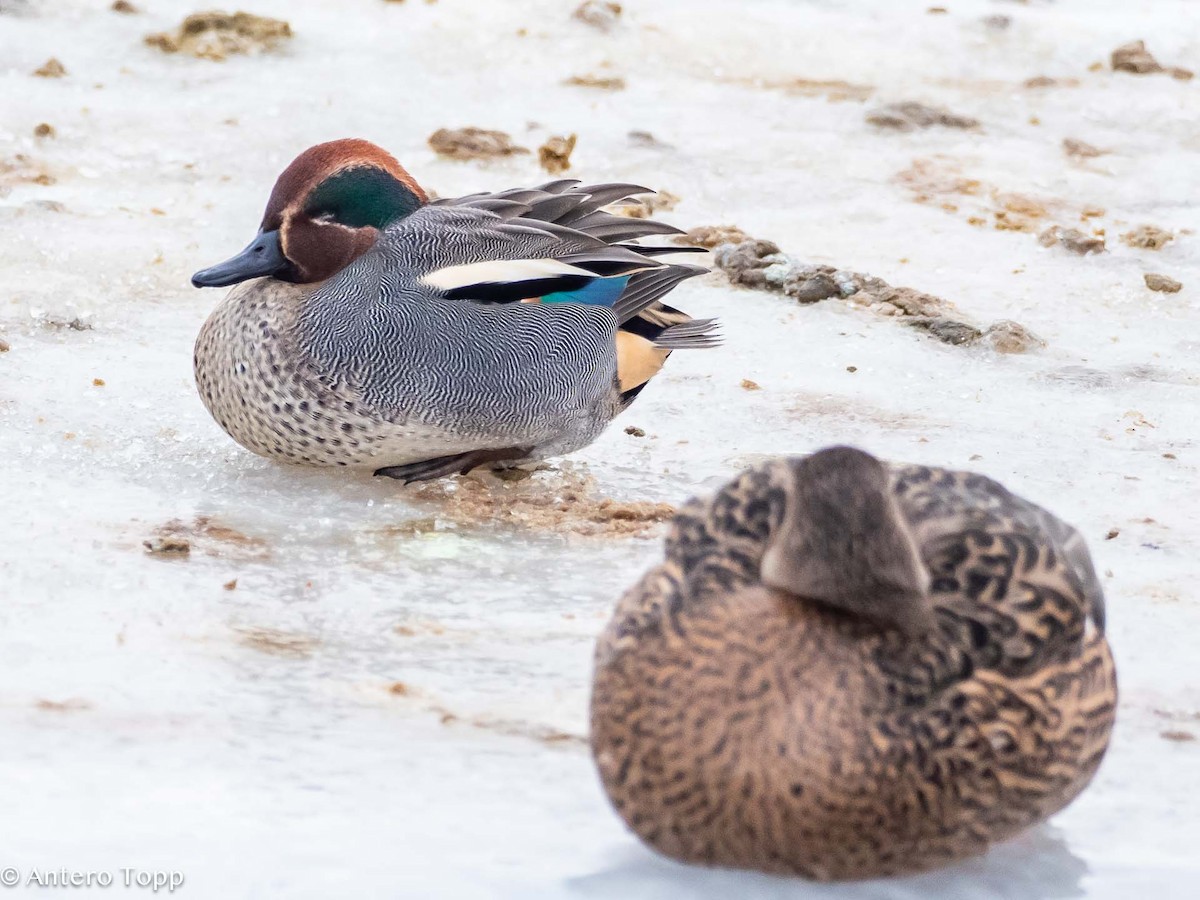 Green-winged Teal - ML613562764