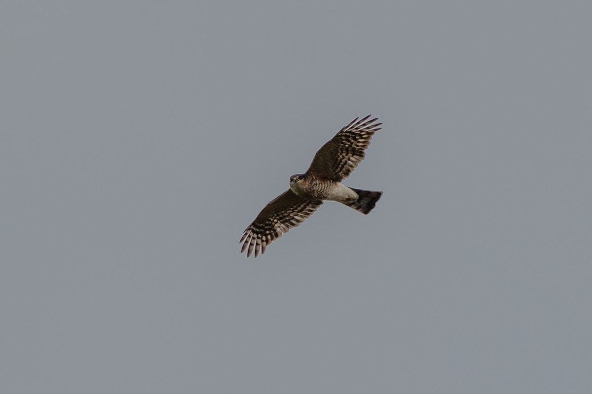 Sharp-shinned Hawk - ML613562772