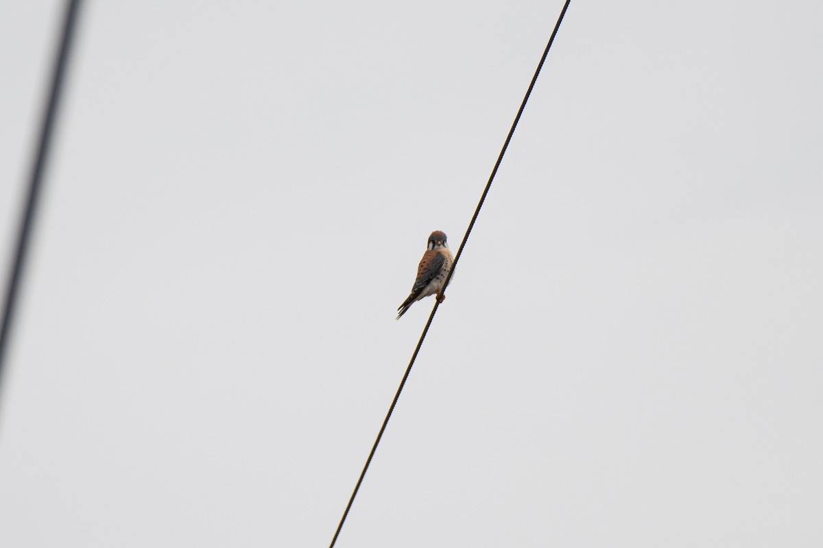 American Kestrel - ML613562809