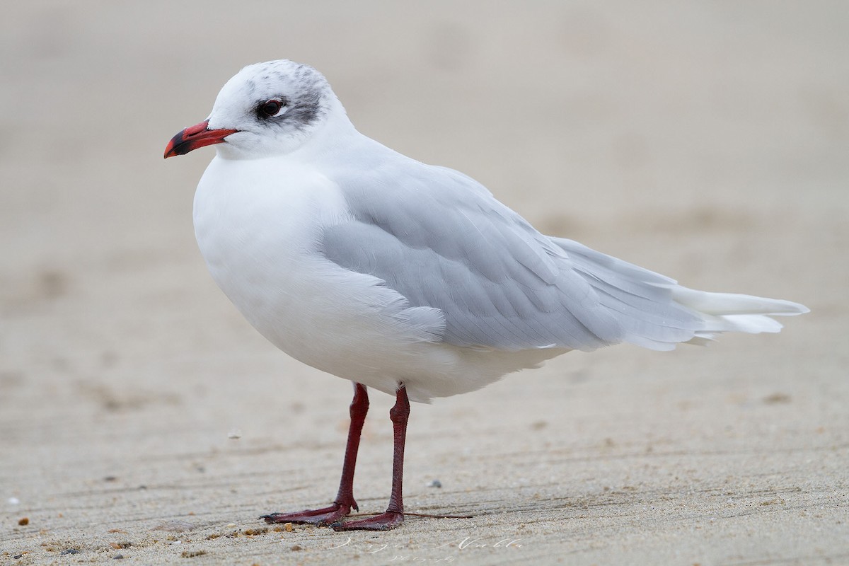 Gaviota Cabecinegra - ML613562844