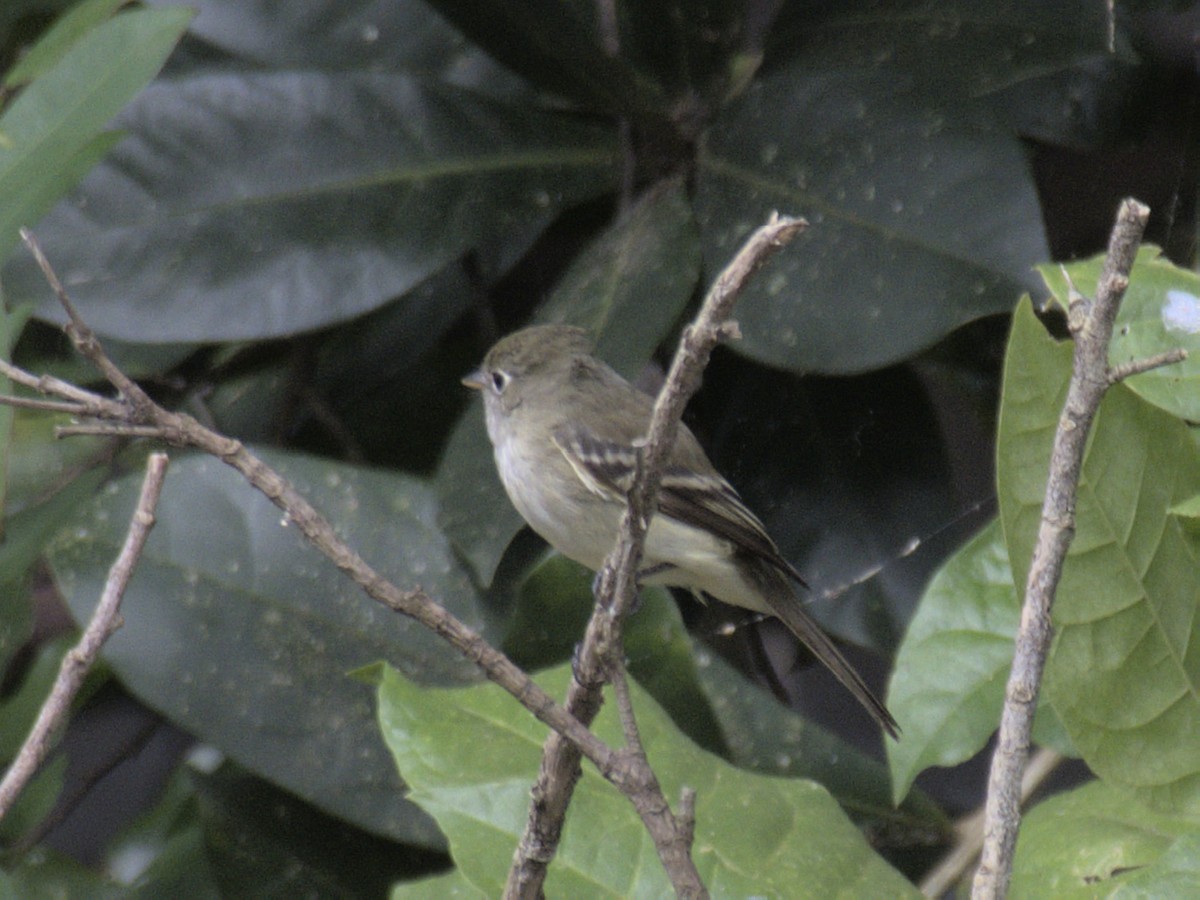 Empidonax sp. - Bennet Homero