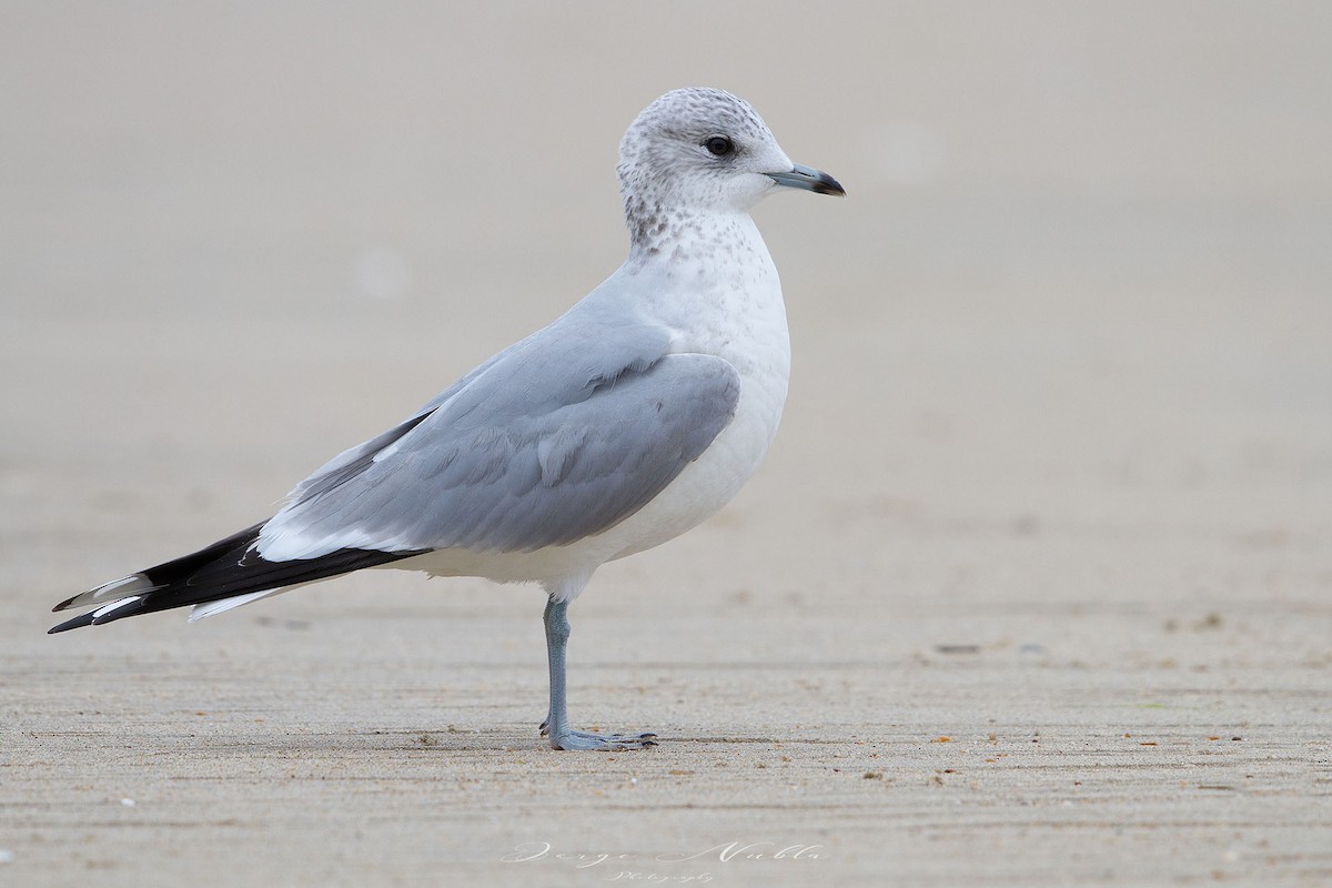 Common Gull - ML613562911