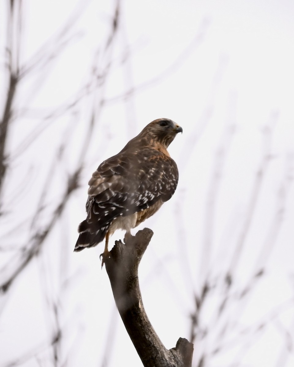 Red-shouldered Hawk - ML613562953