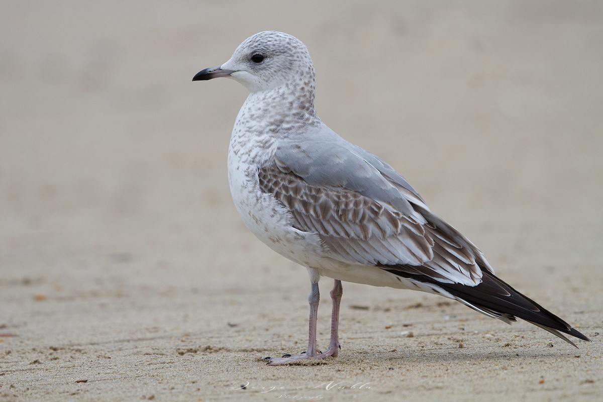 Common Gull - Jorge Nubla