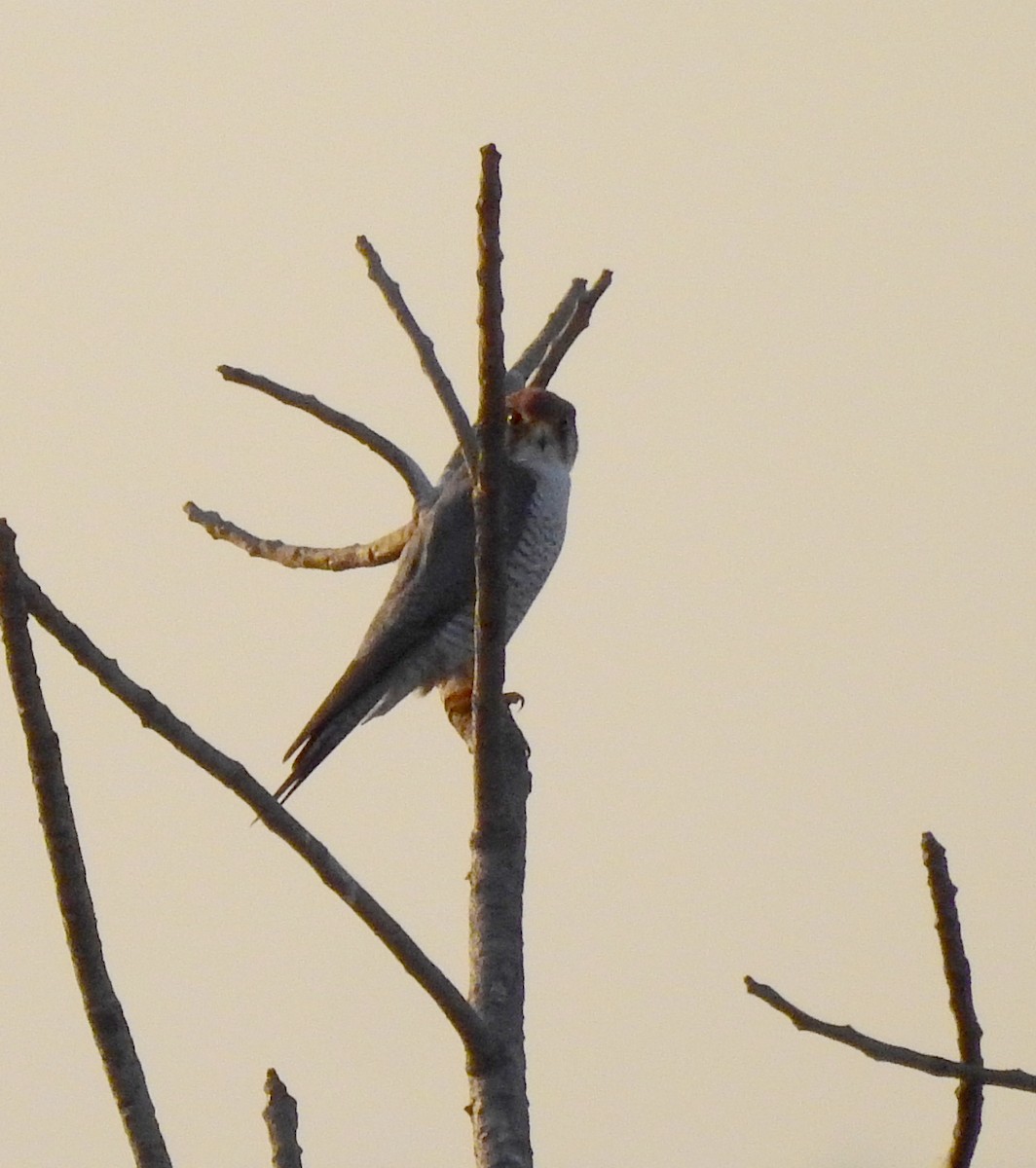 Red-necked Falcon - ML613563037