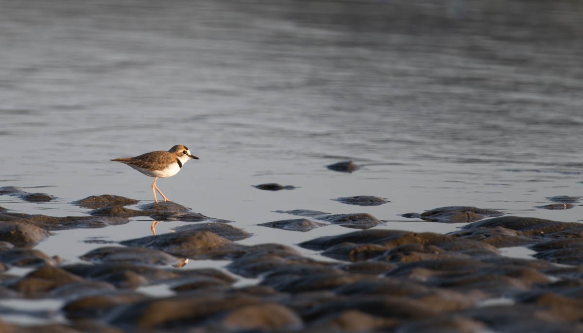 Collared Plover - ML613563049
