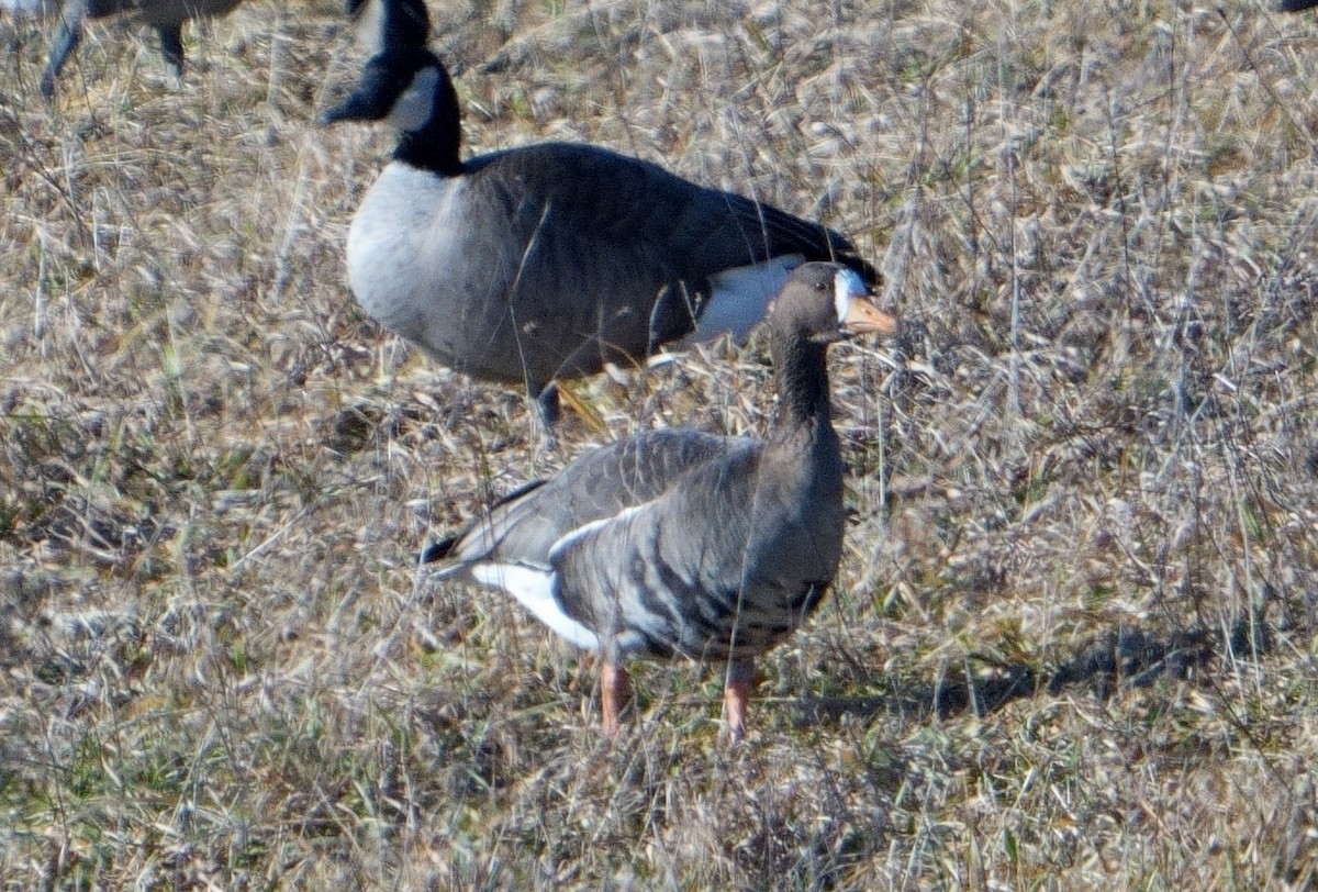 Greater White-fronted Goose - ML613563106