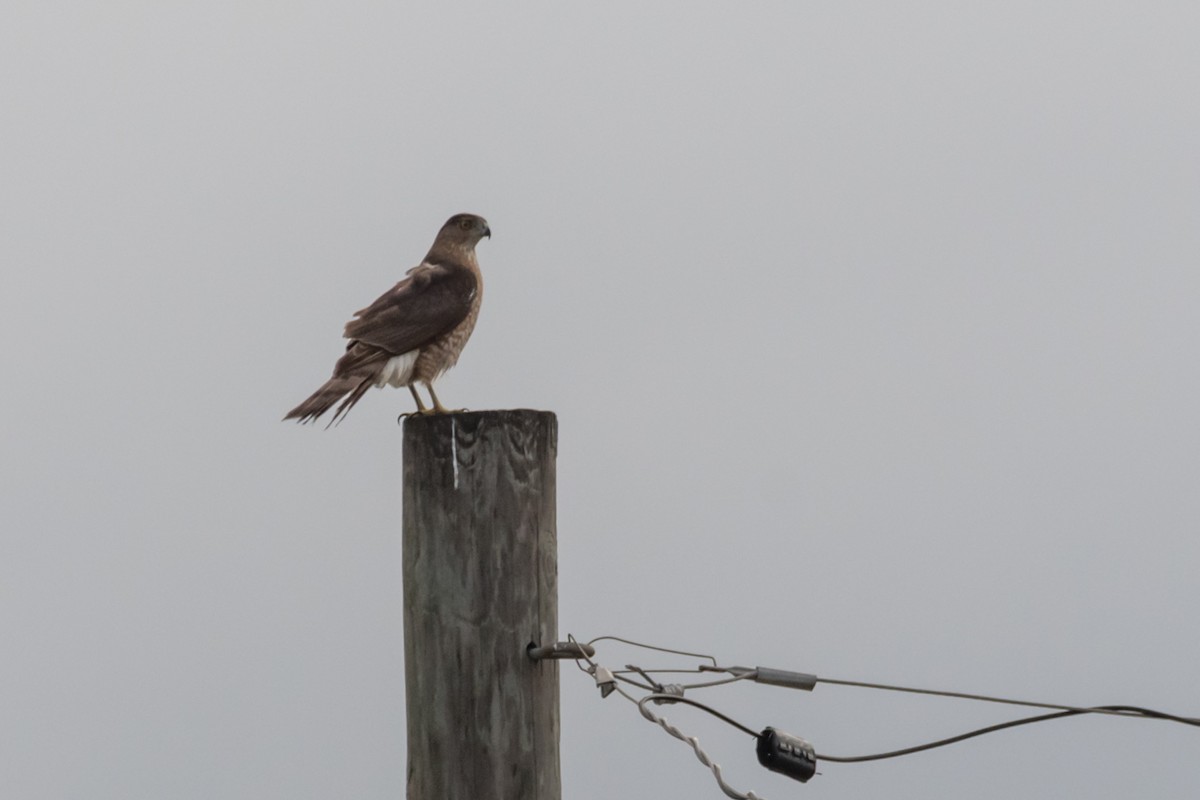 Cooper's Hawk - Gabrielle Harrison