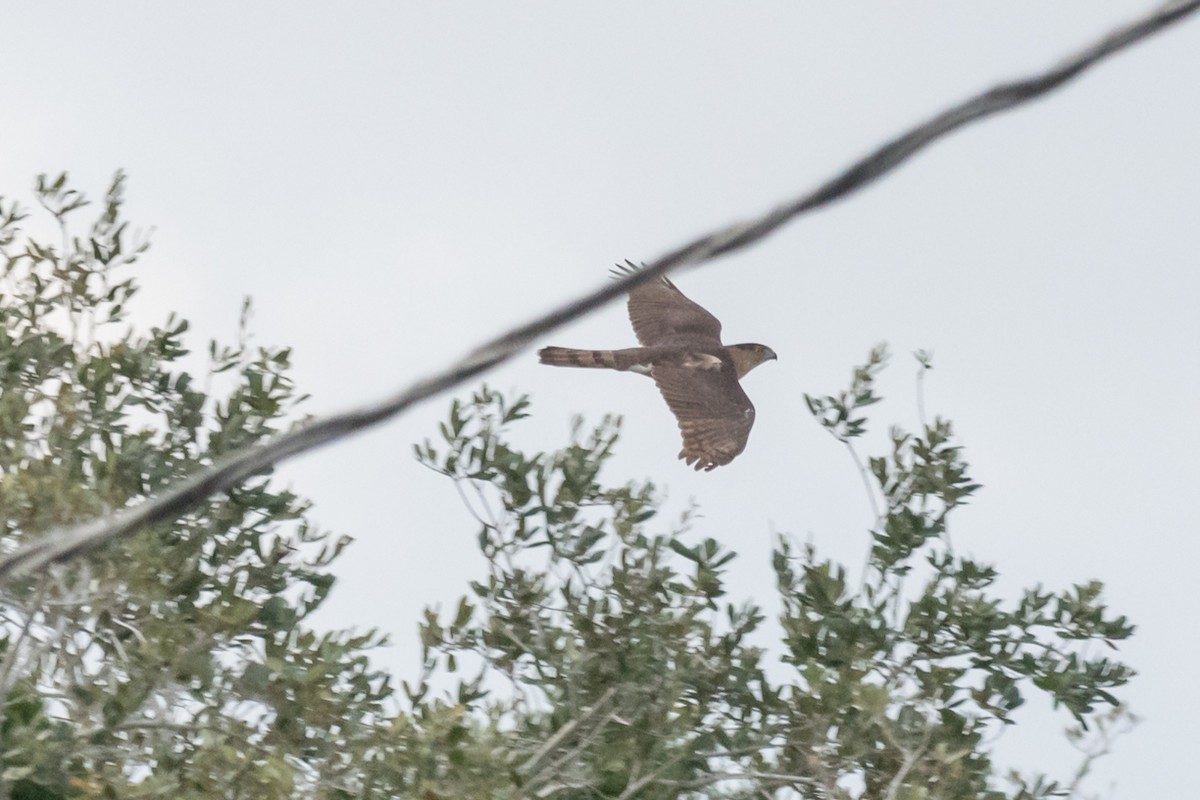 Cooper's Hawk - ML613563149