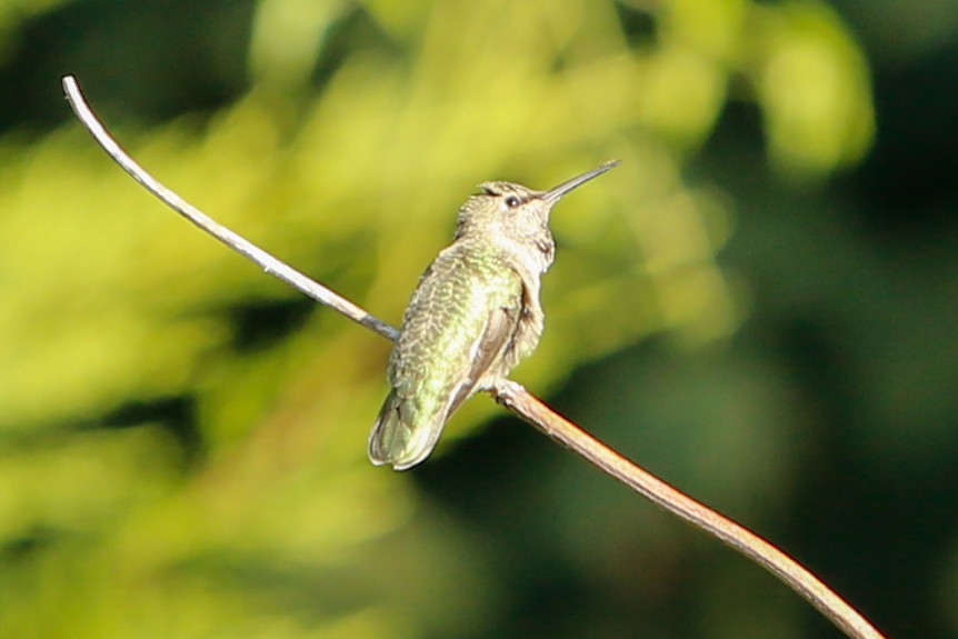 Anna's Hummingbird - ML613563178