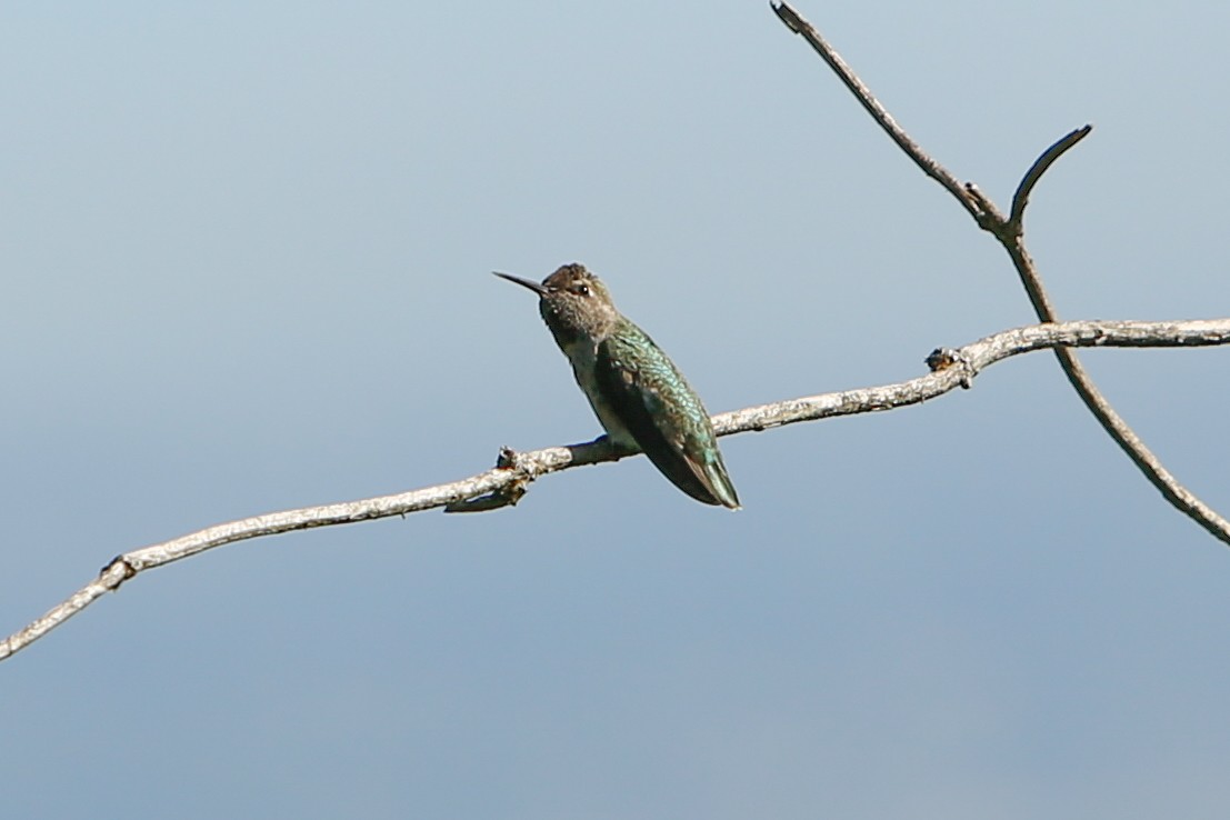 Anna's Hummingbird - ML613563179