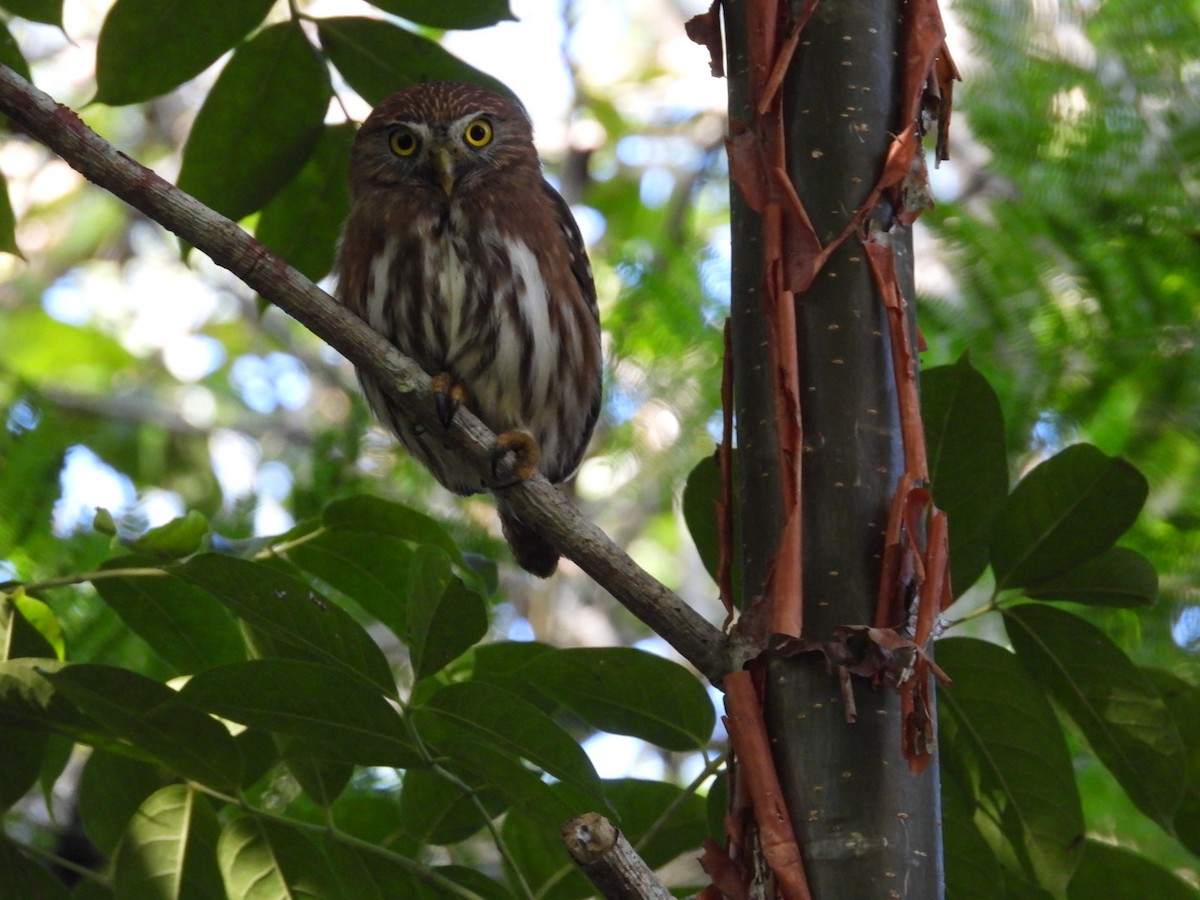 Ferruginous Pygmy-Owl - Edward Jordan