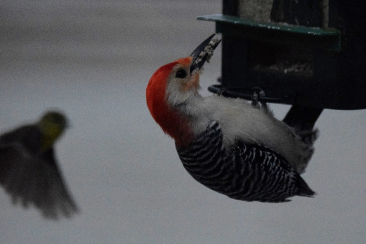 Red-bellied Woodpecker - ML613563225