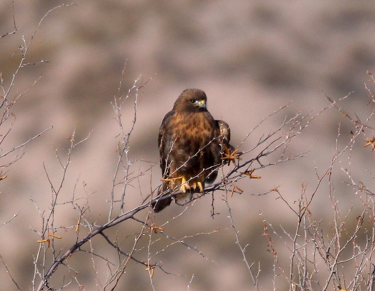 Red-tailed Hawk (calurus/alascensis) - ML613563243