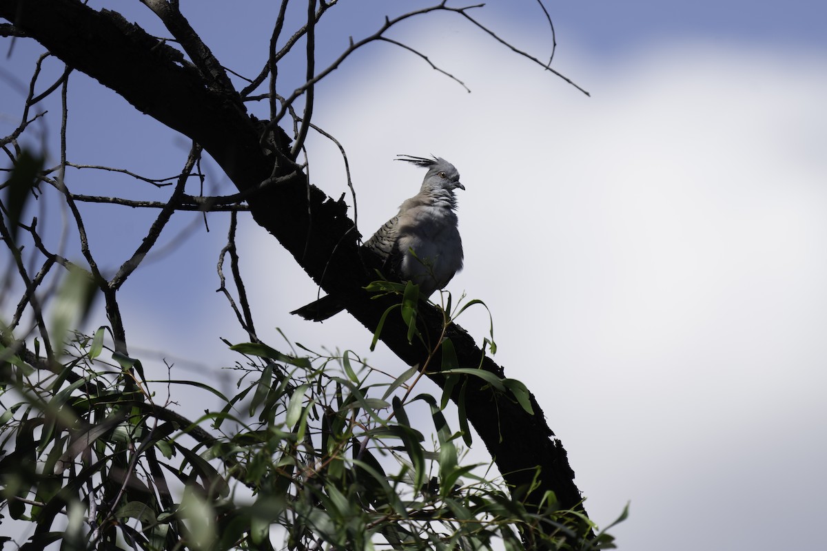 Crested Pigeon - ML613563249