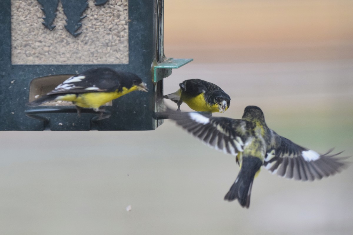Lesser Goldfinch - ML613563251