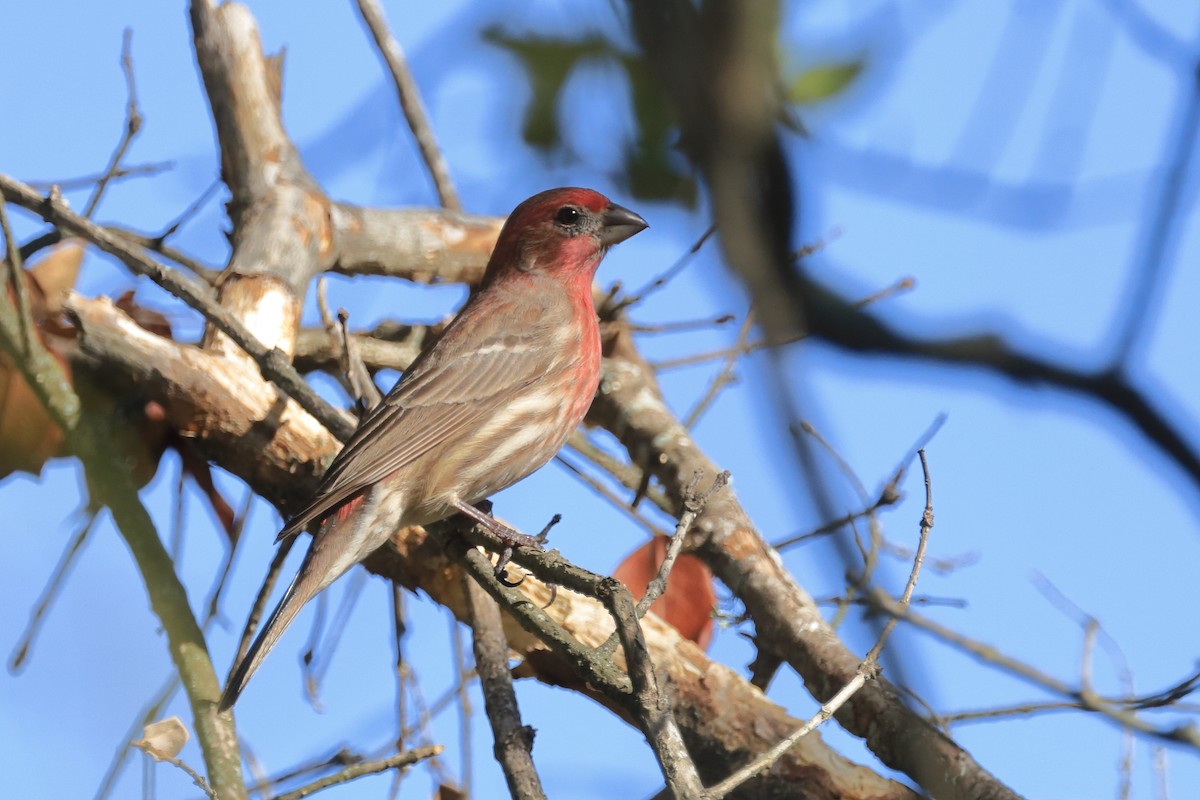 House Finch - ML613563262