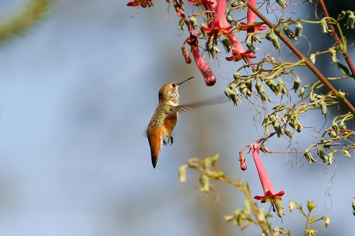 Rufous Hummingbird - ML613563273