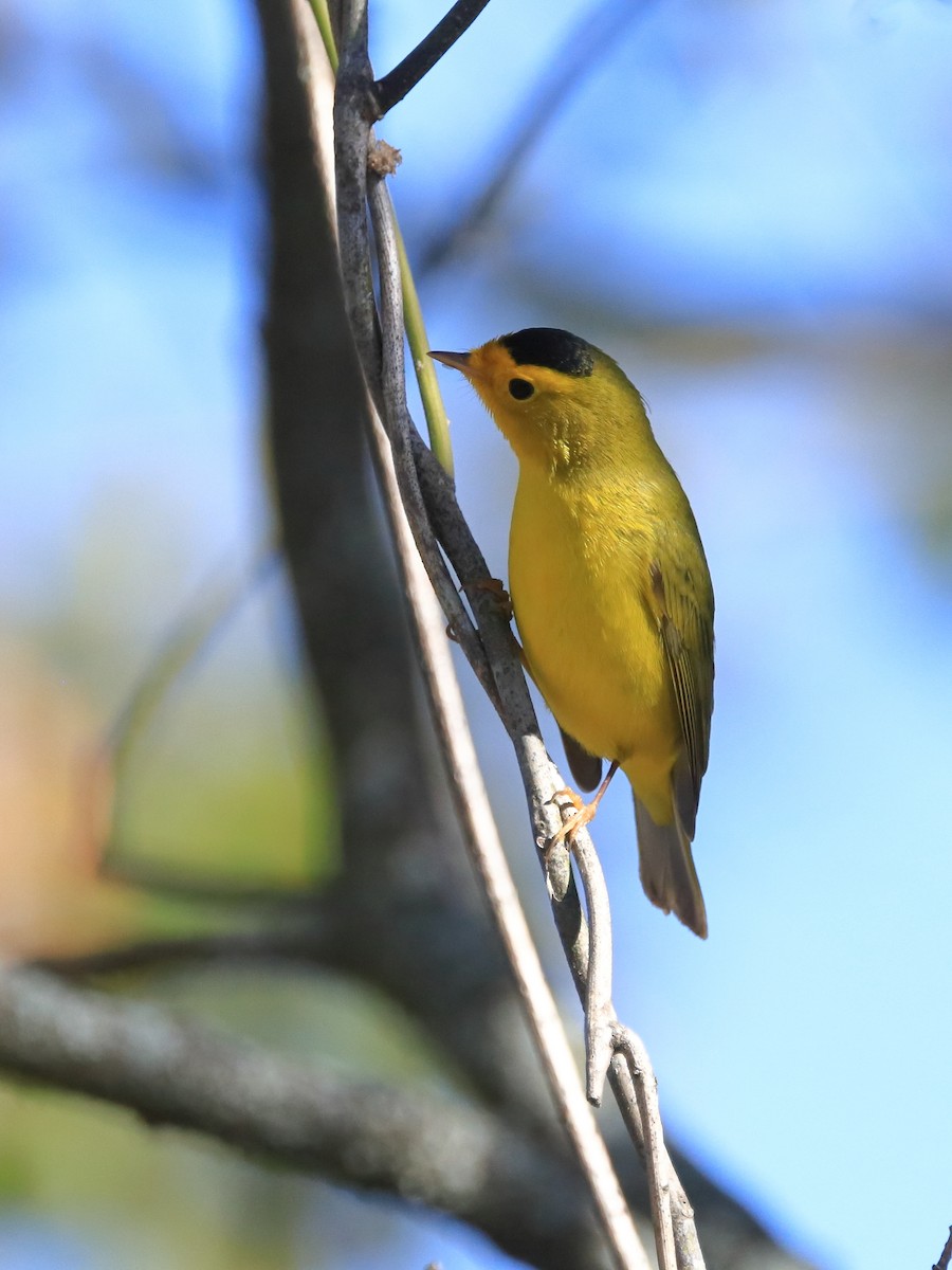 Wilson's Warbler - ML613563288