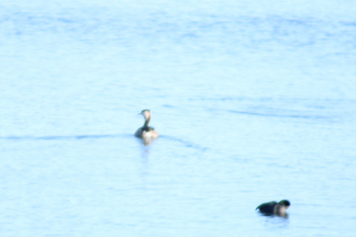 Red-necked Grebe - ML613563294