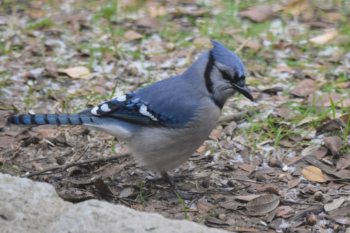 Blue Jay - ML613563306