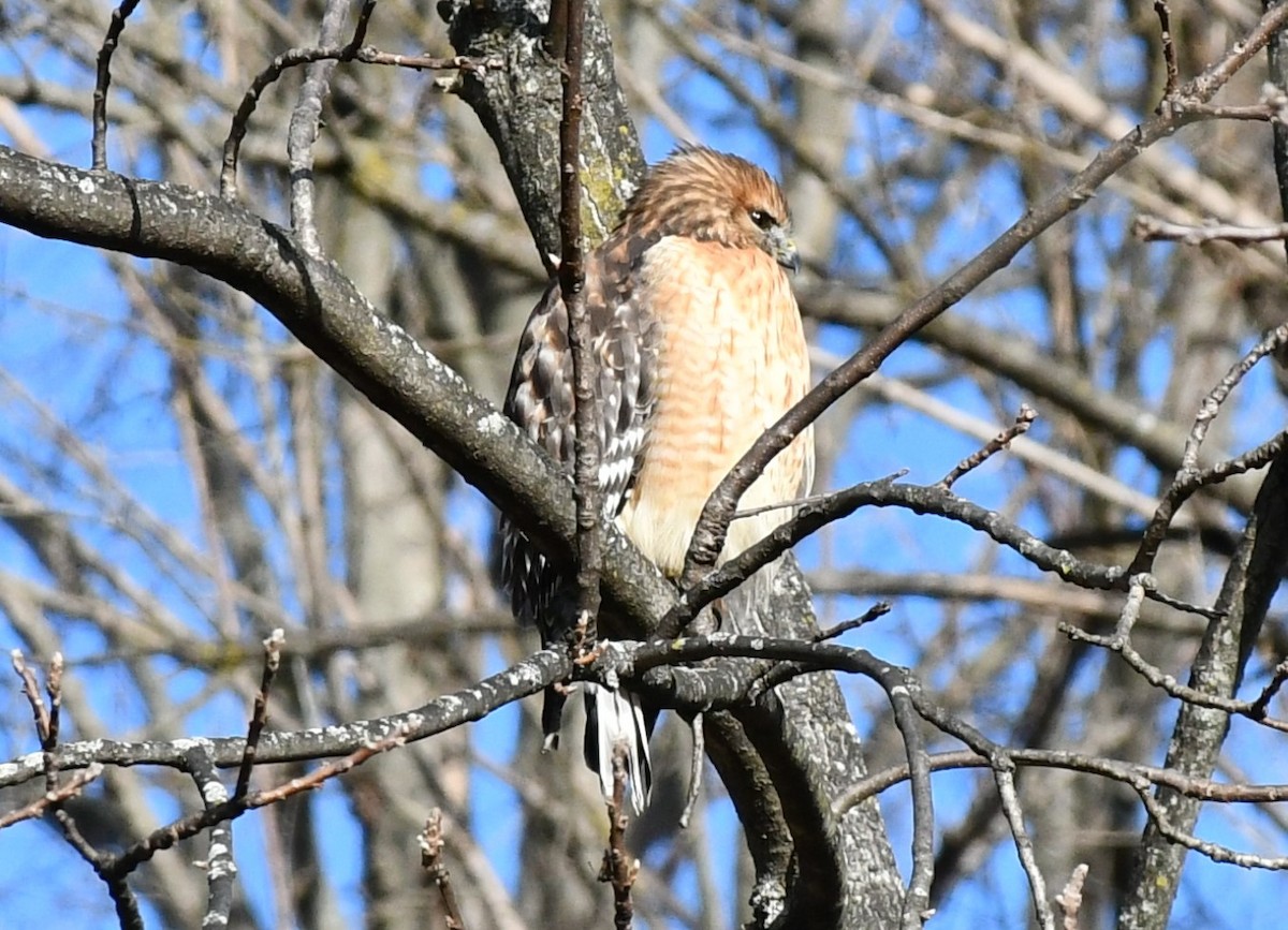 Red-shouldered Hawk - ML613563338