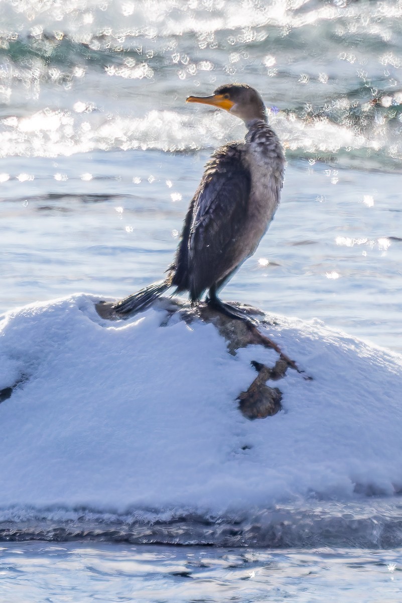 Cormoran à aigrettes - ML613563356