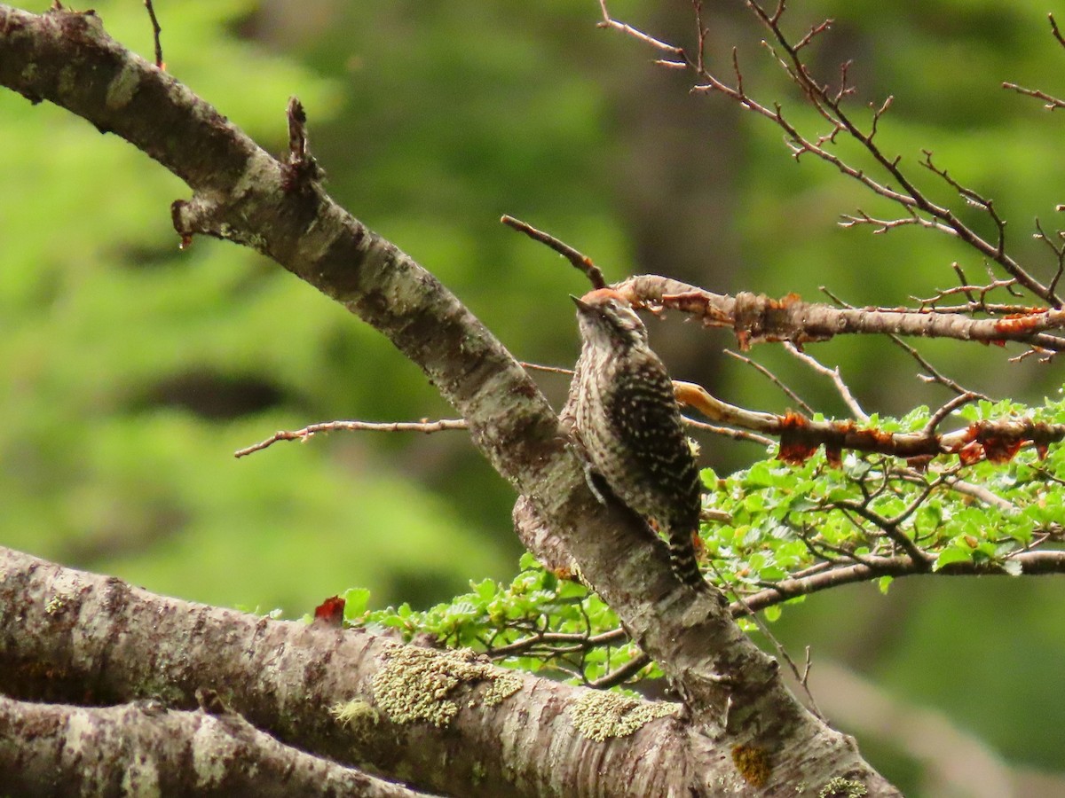 Striped Woodpecker - ML613563368