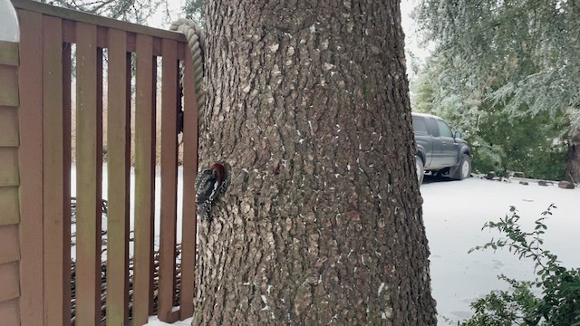 Pic à poitrine rouge - ML613563447