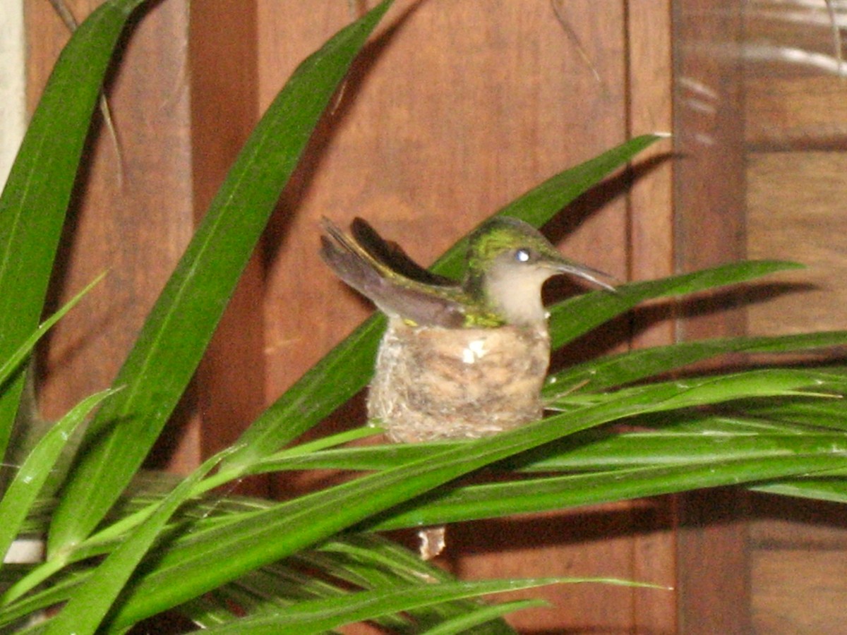 Antillean Crested Hummingbird - Lani Sherman