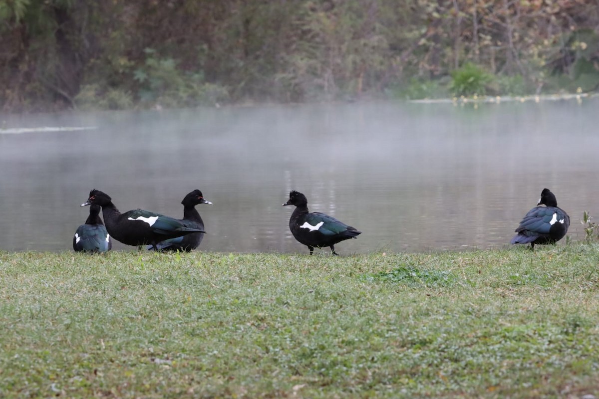 Muscovy Duck - ML613563512