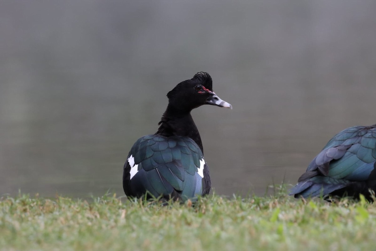 Muscovy Duck - ML613563514