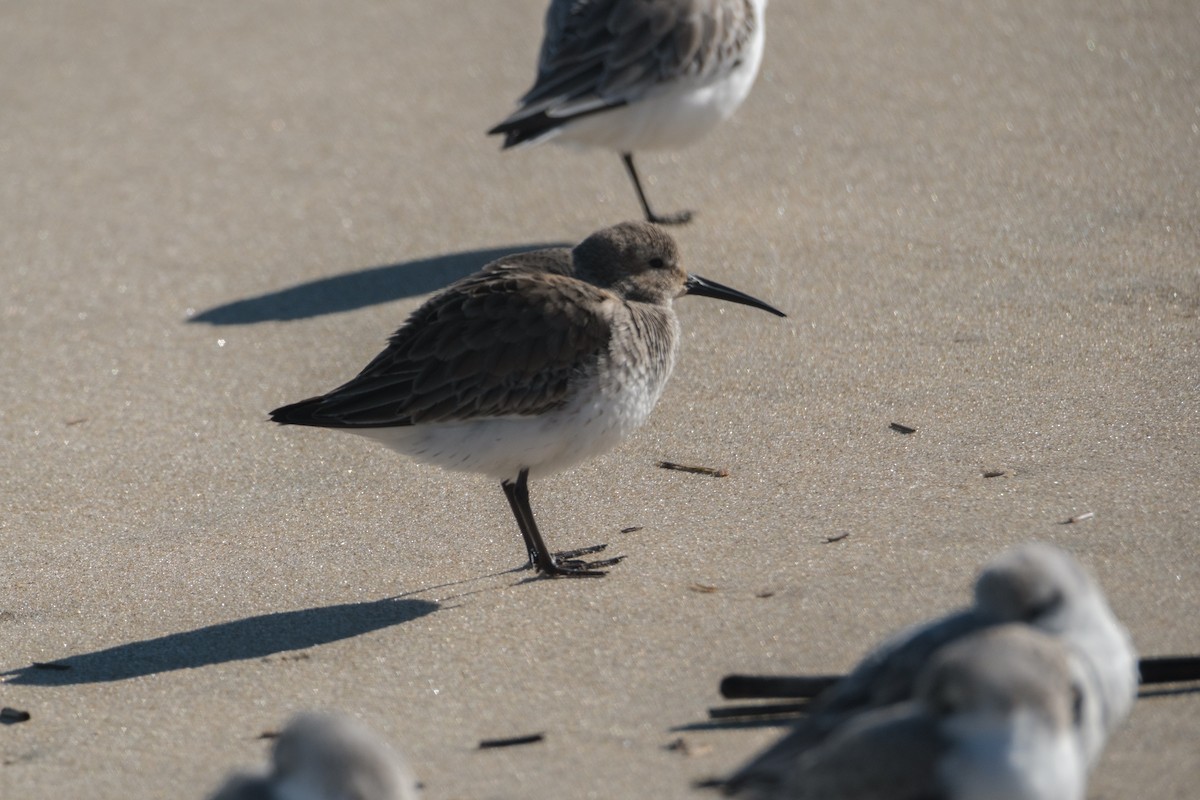 黑腹濱鷸 - ML613563567