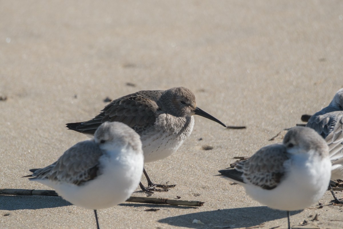 Dunlin - Gary Baker