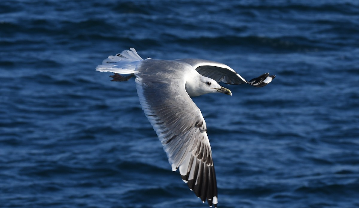 Caspian Gull - HARUN RESIT UNEY