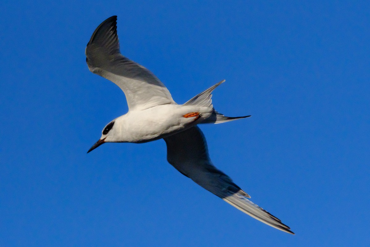 Forster's Tern - Gary Baker