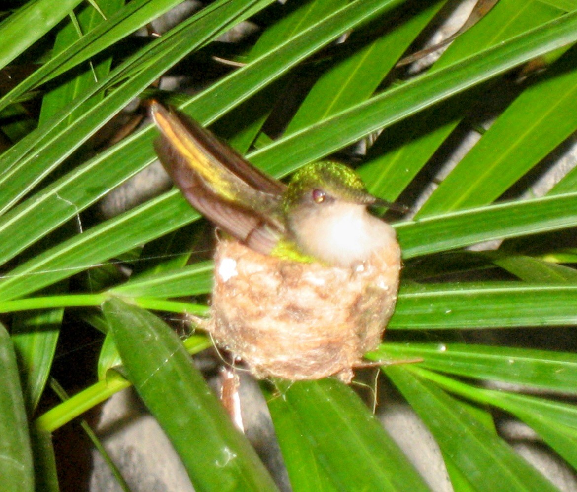 Antillean Crested Hummingbird - Lani Sherman