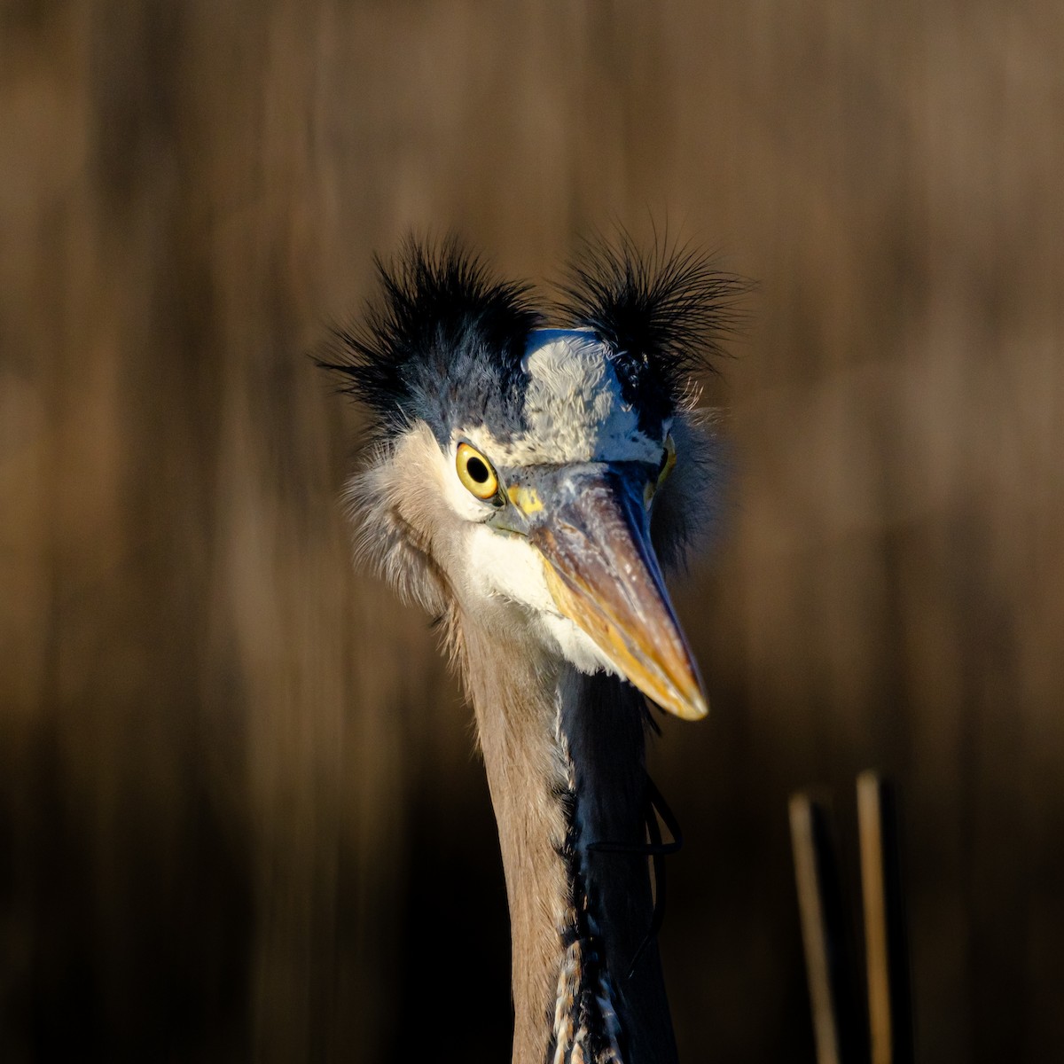 Great Blue Heron - Gary Baker