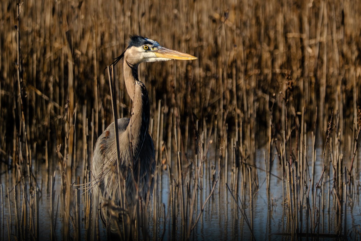Great Blue Heron - ML613563696