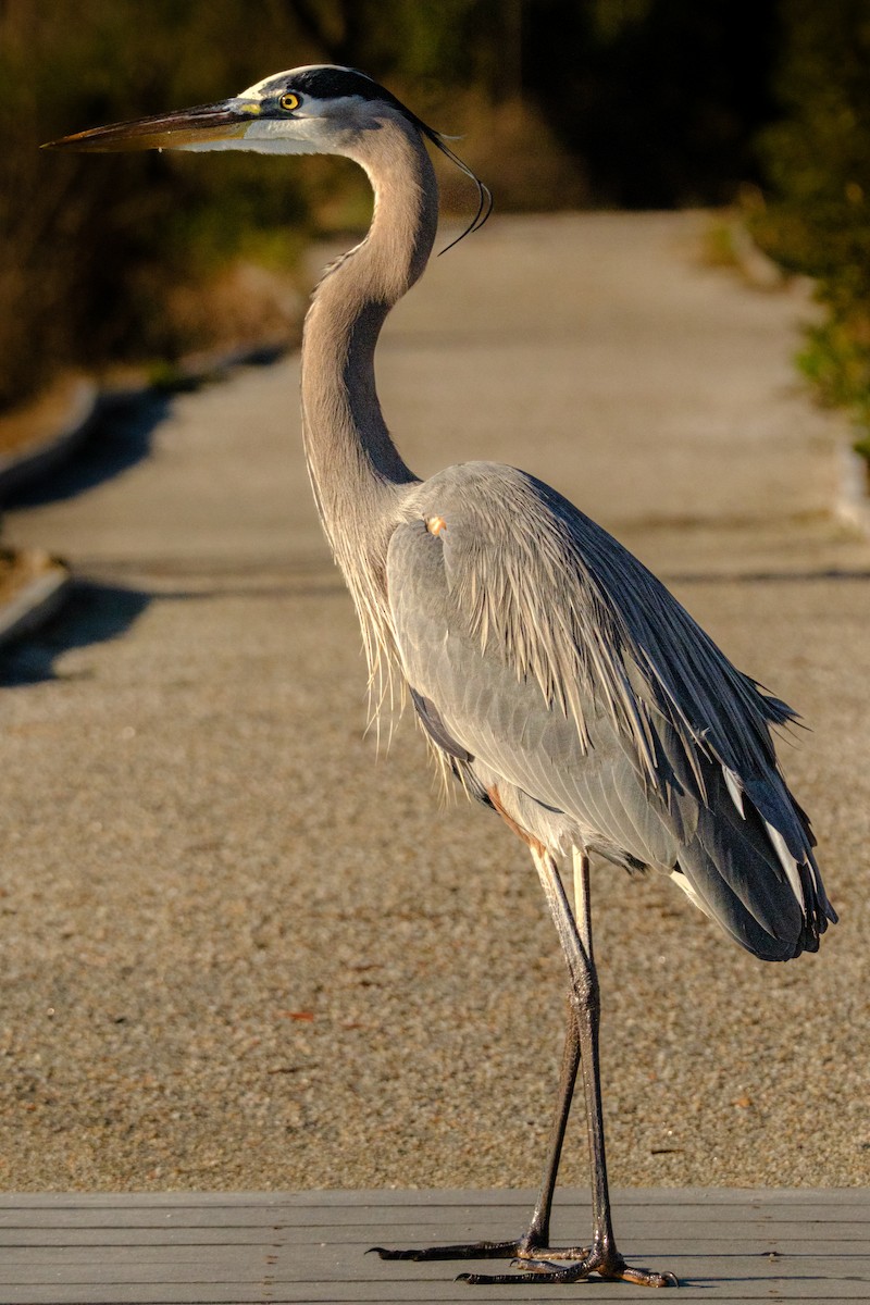 Great Blue Heron - Gary Baker