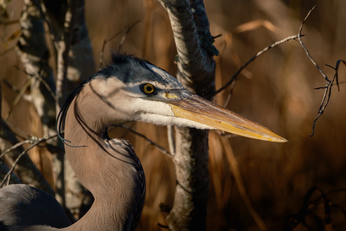 volavka velká - ML613563698