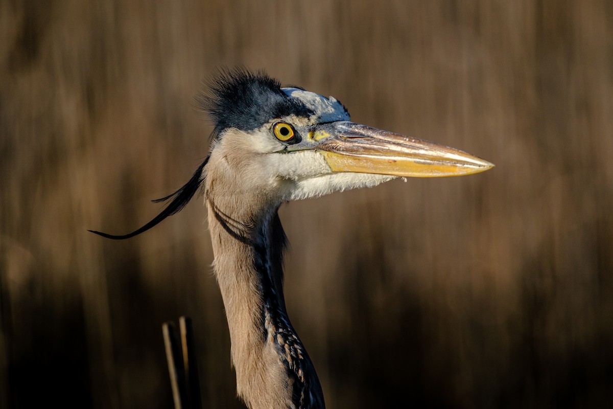 Great Blue Heron - Gary Baker