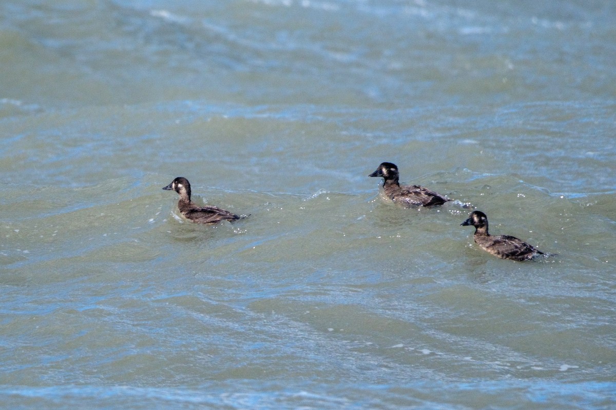 Surf Scoter - ML613563783